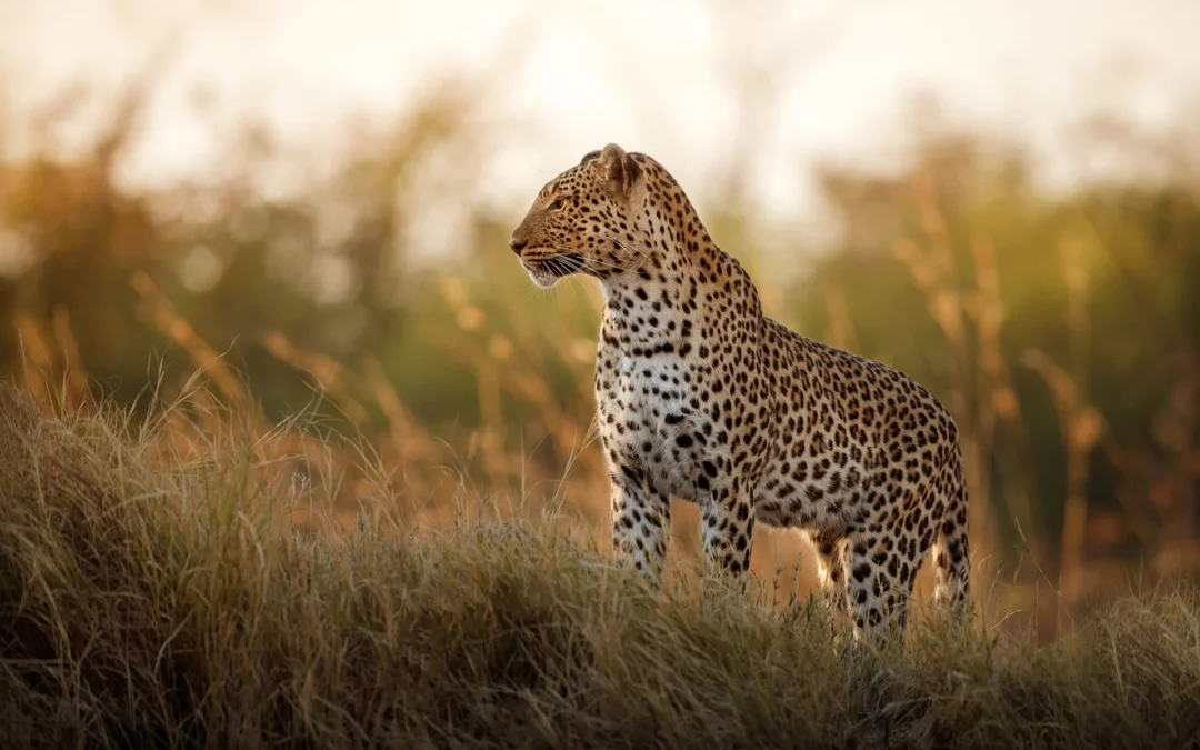 South Africa